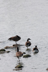 Grooming and Foraging Canada Geese