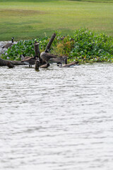 Grooming Canada Geese