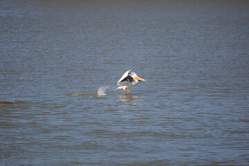 Fototapeta na wymiar American Pelican Landing in Water
