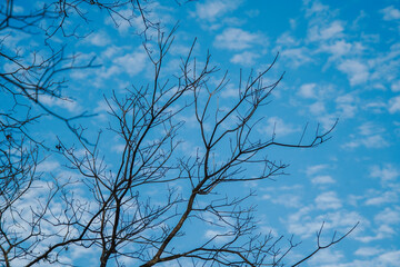 tree branches against blue sky