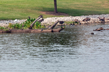 Flock of Canada Geese with an Egret and Turtles