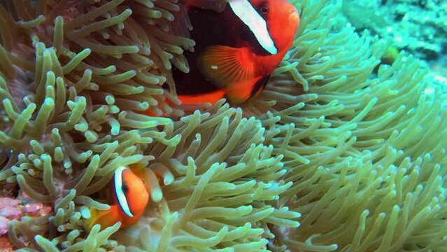 fish on reef