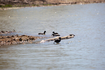 Four American Coots Foraging