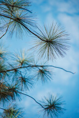 Obraz premium tree branches against blue sky