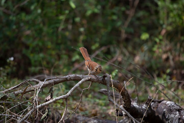 Sassy Brown Thrasher