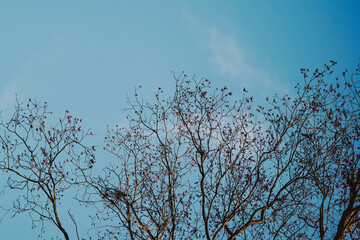 tree branches against blue sky
