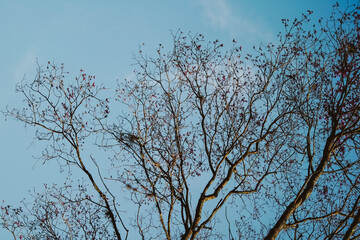tree branches against blue sky