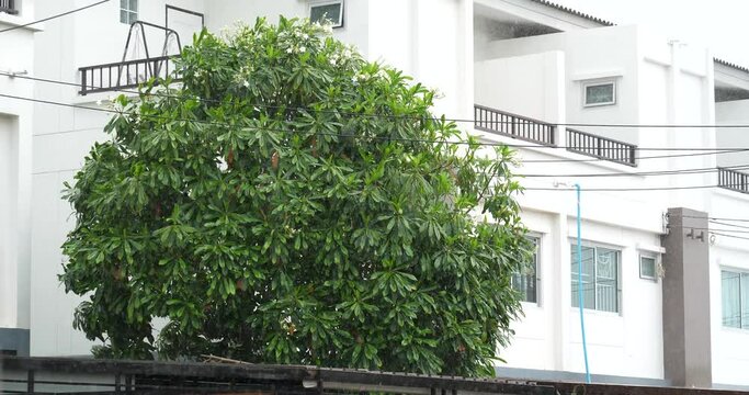 Wind and trees and heavy rain, rain in the city