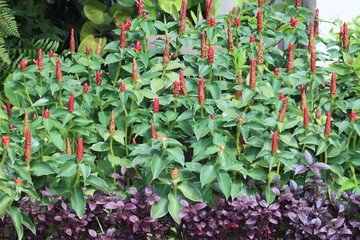 Cambodia. Costus spicatus, also known as spiked spiralflag ginger or Indian head ginger, is a...