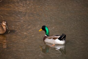 Rouen Ducks Swimming