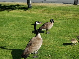 canadian goose on the grass
