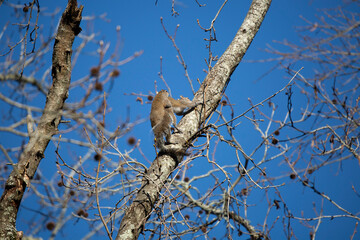 Eastern Gray Squirrels Mating