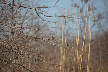 Majestic Song Sparrow