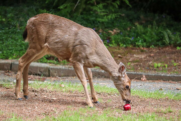 Deer Eating Apple