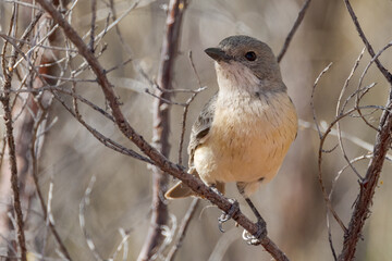 Female Rufous Whistler in Queensland Australia