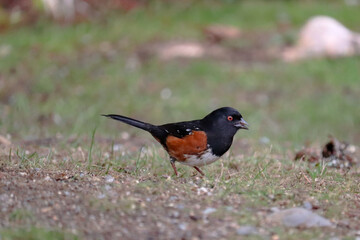 Towhee on the Ground