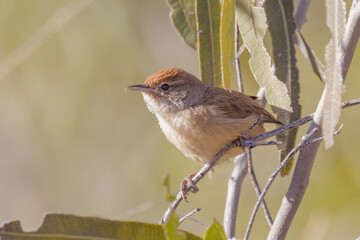 Spinifexbird in Outback Queensland Australia
