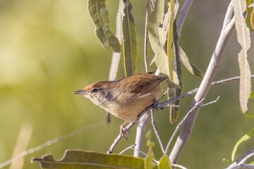 Spinifexbird in Outback Queensland Australia