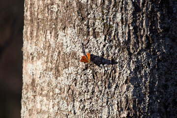 Fototapeta premium Question Mark Butterfly