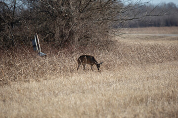 Three-Legged Deer Foraging