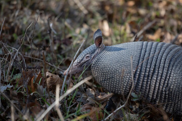 Nine-Banded Armadillo Foraging