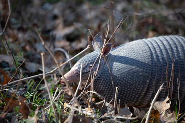 Nine-Banded Armadillo Foraging