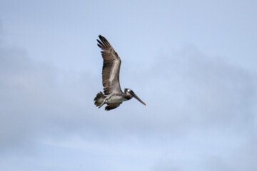 Pelican in Flight