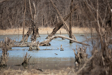 Body of Water in a Forest