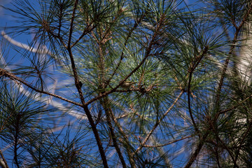 Golden-Crowned Kinglet