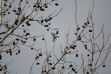 Carolina Chickadee Flying