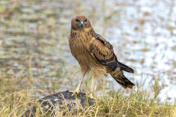 Spotted Harrier in Queensland Australia