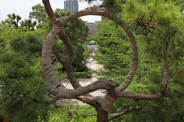 上野恩賜公園　 清水観音堂の月の松