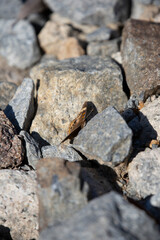 Common Buckeye Butterfly