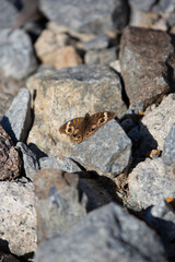 Common Buckeye Butterfly on the Ground