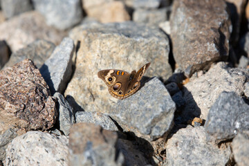 Common Buckeye Butterfly