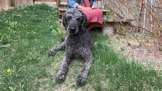 Black poodle dog sitting on the grass in front of the owner woman. Beautiful Young Black Standard Poodle Dog Outdoor
