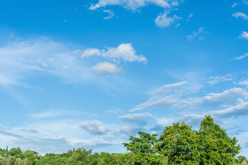 Fototapeta premium Green trees against the blue sky and white clouds float in the sky on a clear day