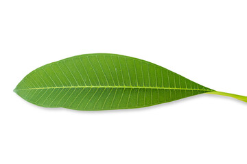 Obraz premium Green frangipani leaf isolated on white background included clipping path.