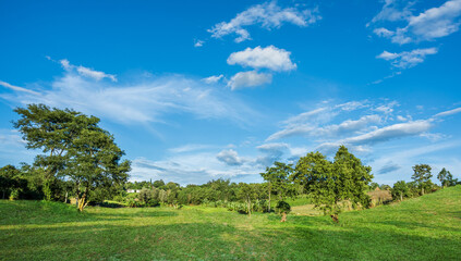Countryside landscape of grass field and green environment with blue sky background