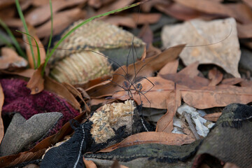 Eastern Harvestman Arachnids Mating
