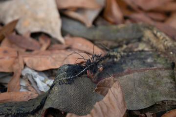Eastern Harvestman Arachnids Mating