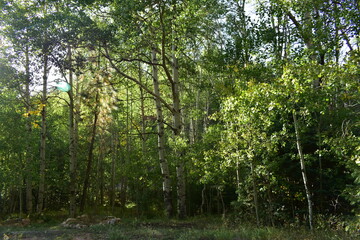 Fototapeta premium trees in the forest