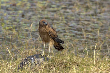 Spotted Harrier in Queensland Australia