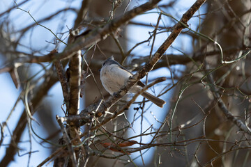 Curious Tufted-Titmouse