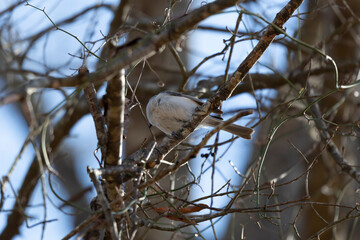 Curious Tufted-Titmouse