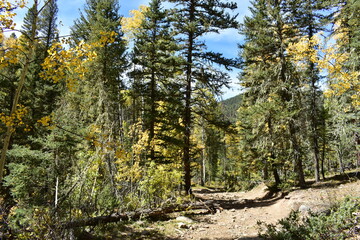 autumn in the forest