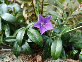 Purple Star Flower