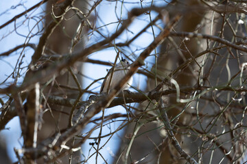 Tufted-Titmouse Bird