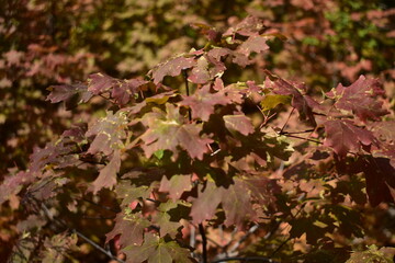 pink and yellow leaves
