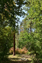 footpath in the woods